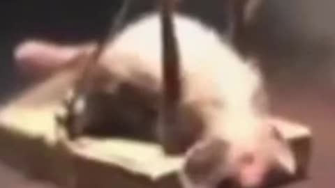 The fight between cat and mouse 🤣