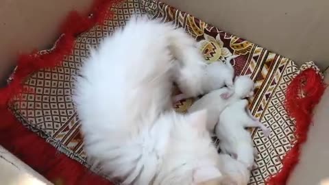 My Cat's delivery Vlog | new born kittens | funny cats | cute and funny cats | Persian cat | cats