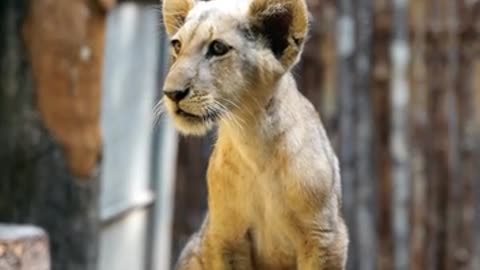 Cute lion