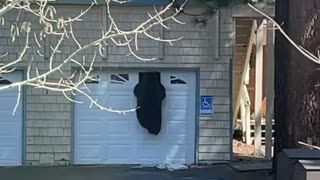 Bear Climbs Into Garage of Lake Tahoe Home