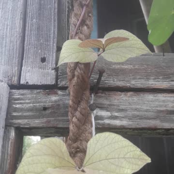 Dolichos climbs a rope