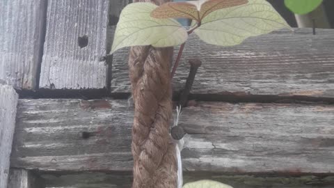 Dolichos climbs a rope