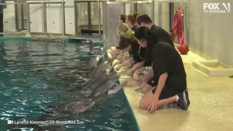 Minnesota Zoo welcomes back dolphins at Discovery Bay | KMSP FOX 9