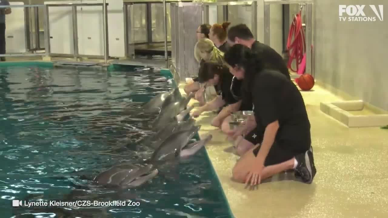 Minnesota Zoo welcomes back dolphins at Discovery Bay | KMSP FOX 9