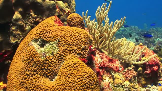 wonderful Nature in the sea