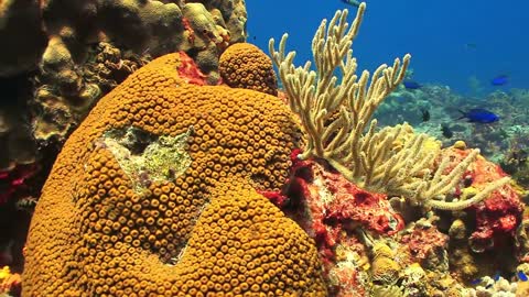 wonderful Nature in the sea