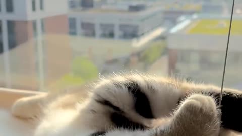 cute & funny cat 😍😩 #cutecat #cuteanimals #funnyanimals