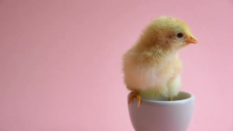 Chick In The Cup