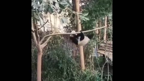 Funny Parrots And Monkey Video- Try Not To Laugh🦜🐦😂| Funny Pets