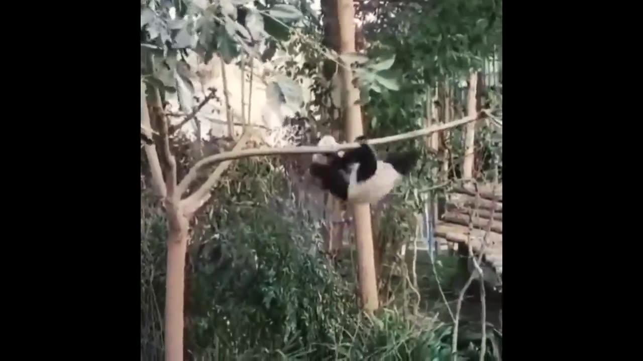 Funny Parrots And Monkey Video- Try Not To Laugh🦜🐦😂| Funny Pets