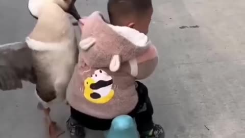 Little kid angry with goose