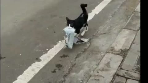 he stole a bra??? | Funny Moments cat🐱