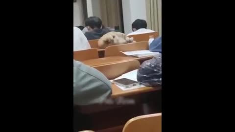 Try not to Laugh funnies cats and dogs 2023