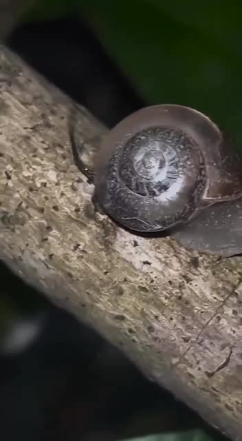 French kissing tail wagging snails?