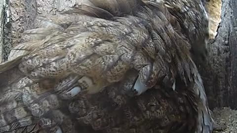 Nesting tawny owl fights jackdaw intruder