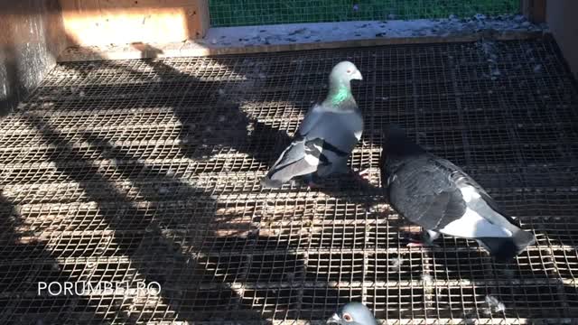 The Quickest Way to Get Rich With Pigeon