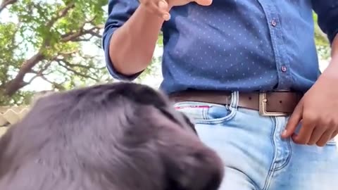 Dog training video