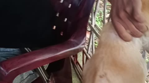 A man was disturbed by dog 🤣🤣 Funny video 2023