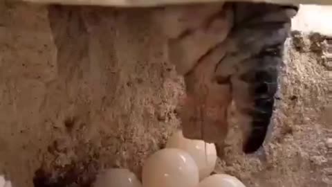 Cute and adorable animal behavior makes anyone happy to see it