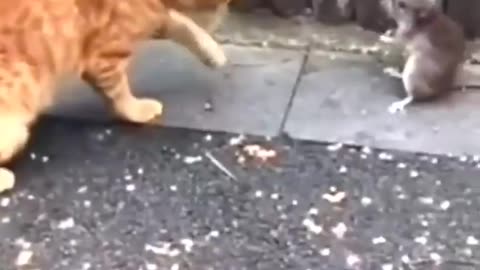 Crunch drama