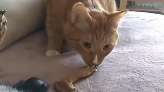 Funny Pet Videos - Cat vs. Dog Epic Fights Cats and Dogs Fighting Cutely