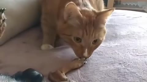 Funny Pet Videos - Cat vs. Dog Epic Fights Cats and Dogs Fighting Cutely