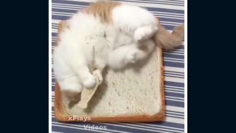 FunnY CatS CompilatioN