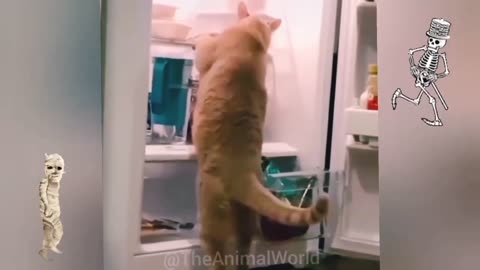 Full video Funny 😂🤪🤣