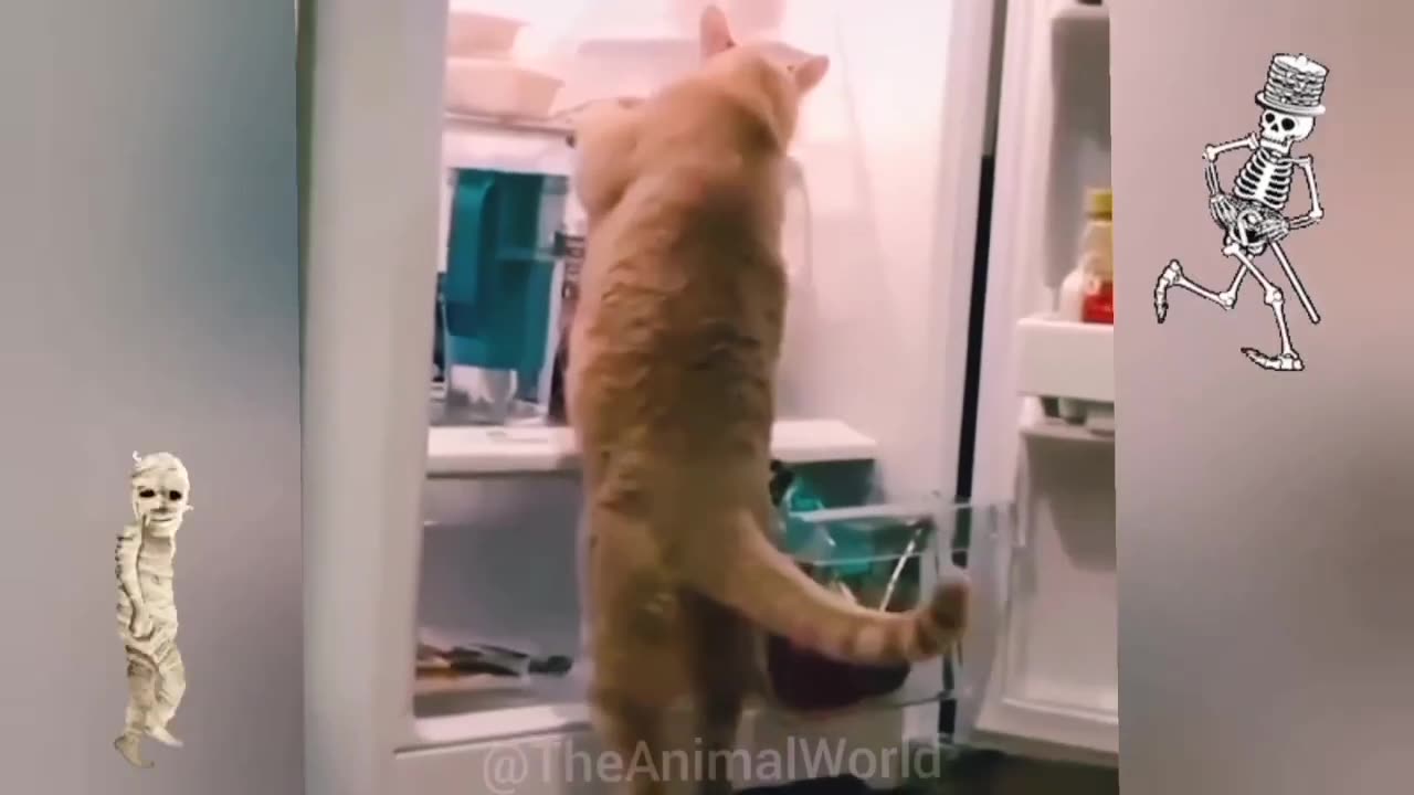 Full video Funny 😂🤪🤣