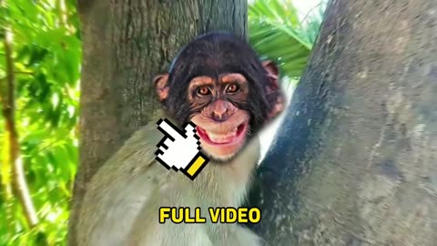 funny monkey with big abdomen