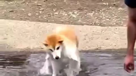 Funny goofy pets