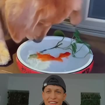 WOW! Heartwarming scenes of animals caring for one another