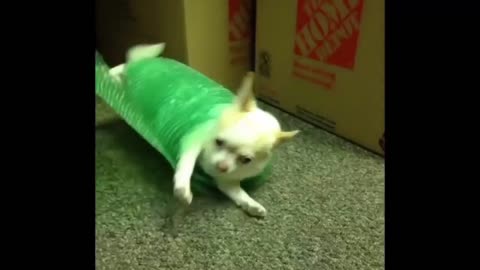 Dog funny Moments 🤣