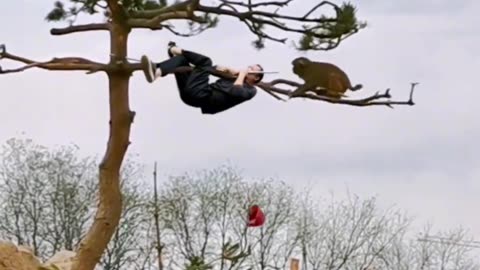 monkey funny video