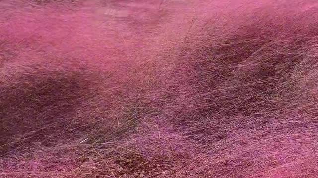 Flowers are not flowers, fog is not fog, and pink is everywhere.