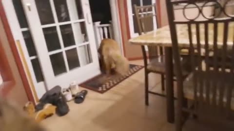 Cat's emotional reaction to reunion with blind dog