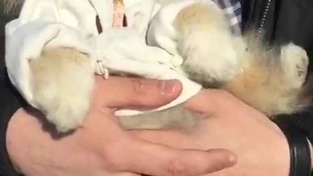 Pomeranian of Gugusha))))