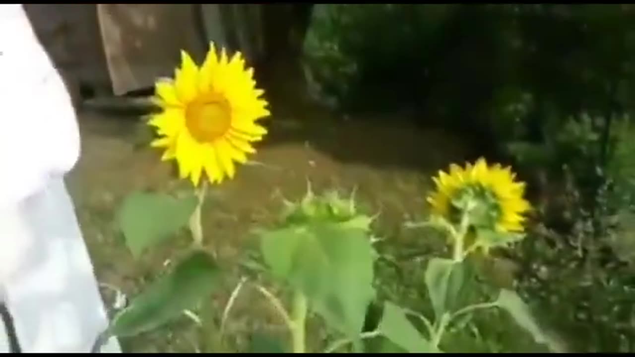 The Music of a Sun flower