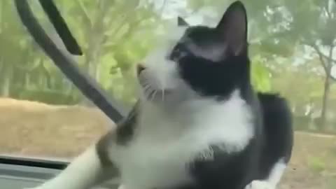 Funky Pets