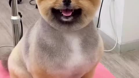 DL Panda Viral Videos on tiktok