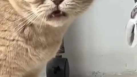 Cute Cat very Funny Videos | HD quality | Harshal Sao
