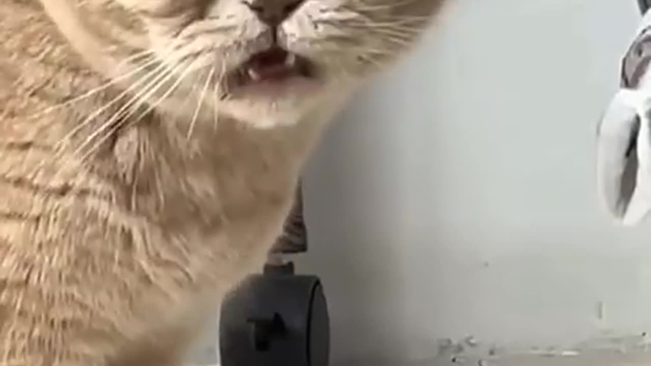 Cute Cat very Funny Videos | HD quality | Harshal Sao