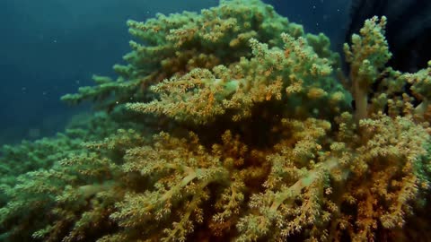 Beauty of the sea bottom - Amazing Coral Reef