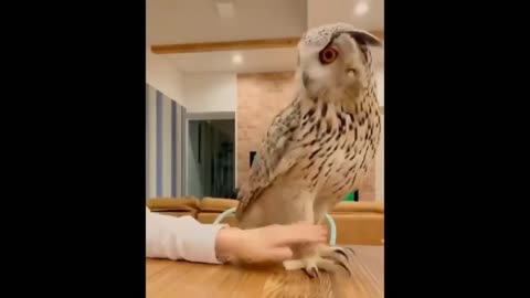 Cute baby animals Videos Compilation cute moment of the animals