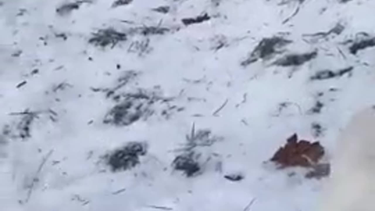 Funny# animals #video |funny video| try not to laugh