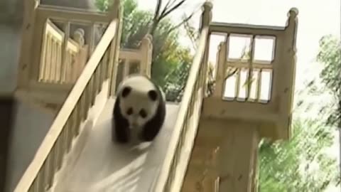 THE CUTEST BABY PANDA #6