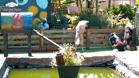 Animal Footage - Dogs and Puppies