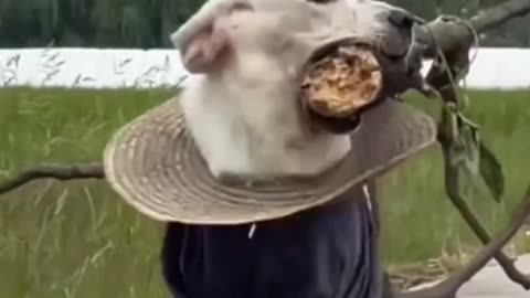crazy funny dogs