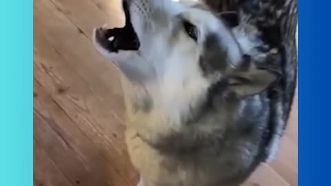 Silly Animals!!