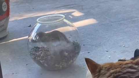 Now do the Can Can!